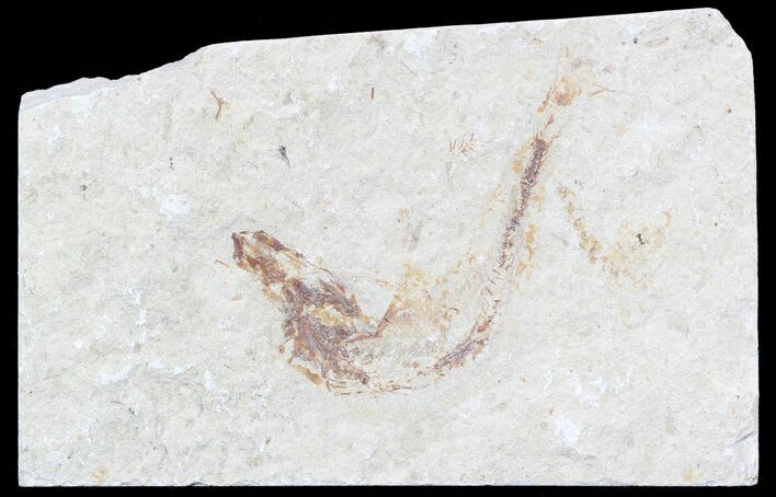 Bargain, Cretaceous Fossil Fish - Lebanon #53932
